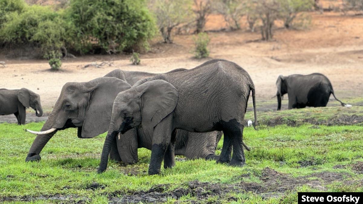 Elephants