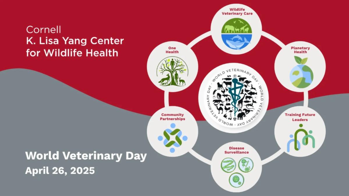 World Veterinary Day 2025 with an infographic representing the slogan it takes a team