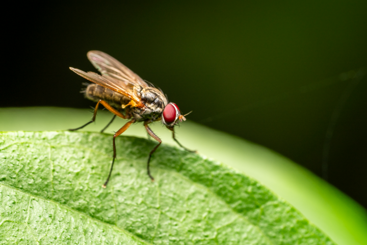 Screwworm fly