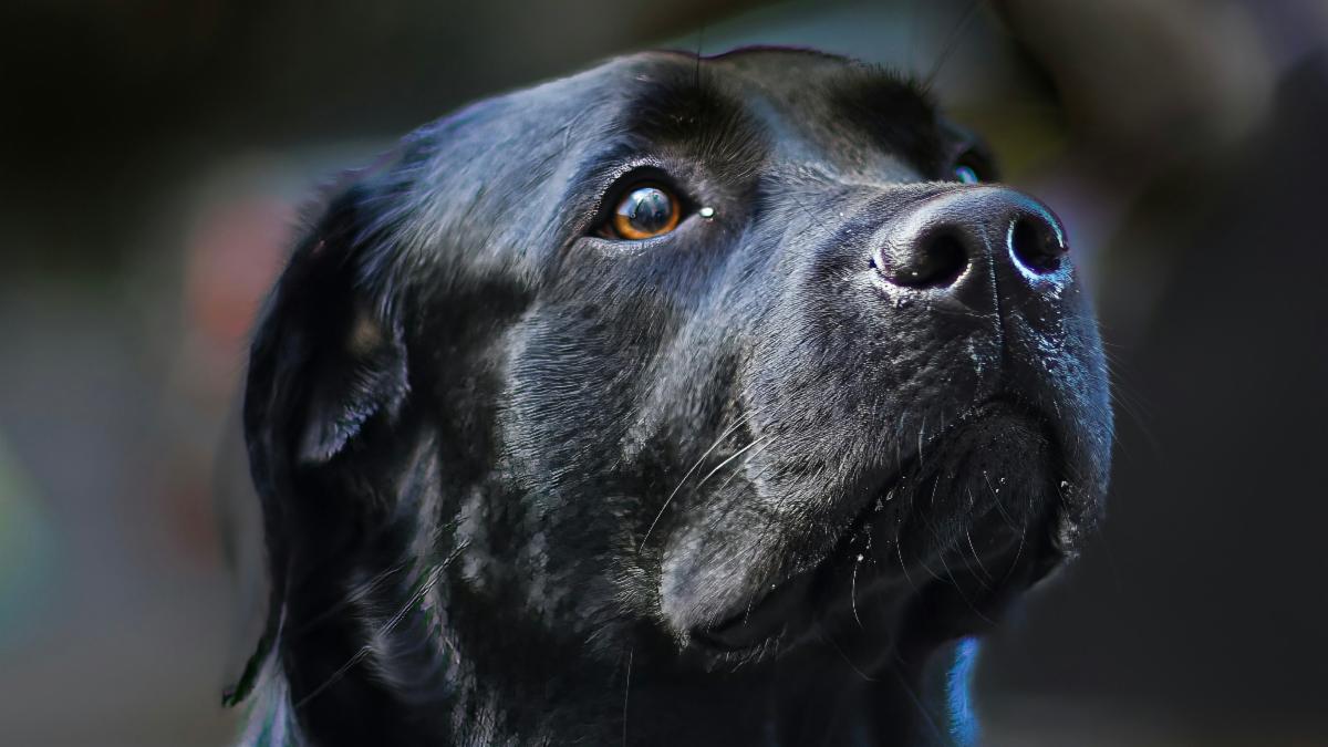 A black dog