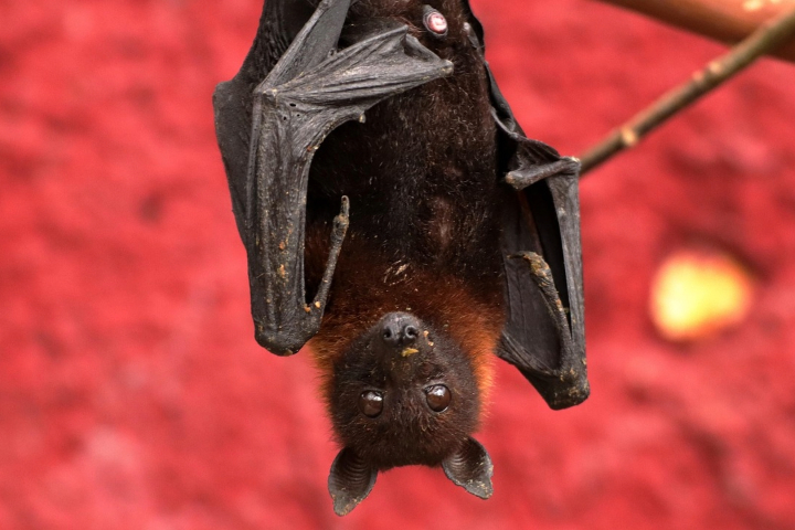 A bat hangs upside down