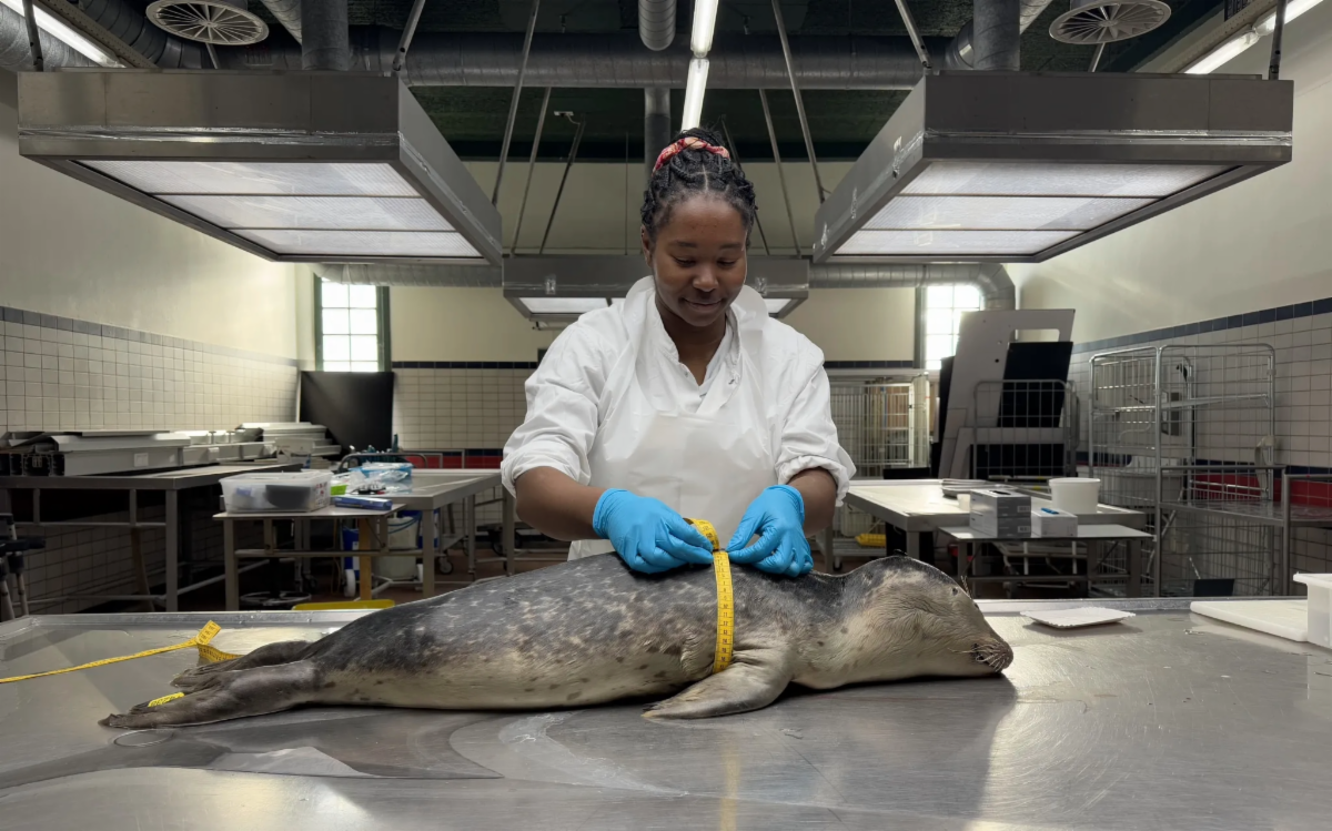 Student measures a marine mammal