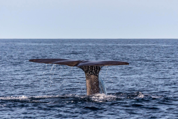 A whale tail poking out of the ocean water