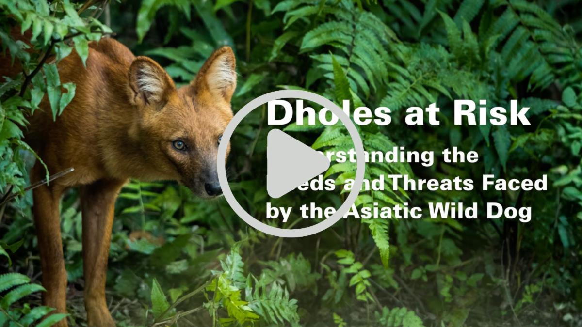 Dholes at Risk: Understanding the Needs and Threats Faced by the Asiatic Wild Dog