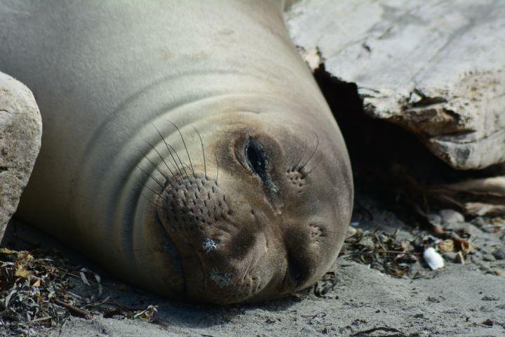 Sea lion