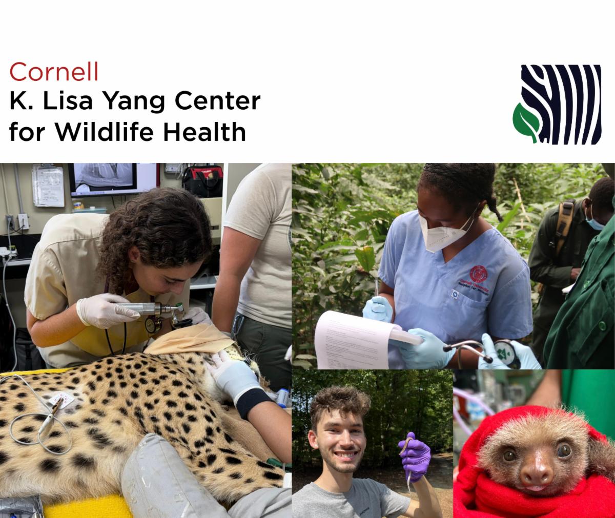 Cornell K. Lisa Yang Center for Wildlife Health, collage of students working in the field
