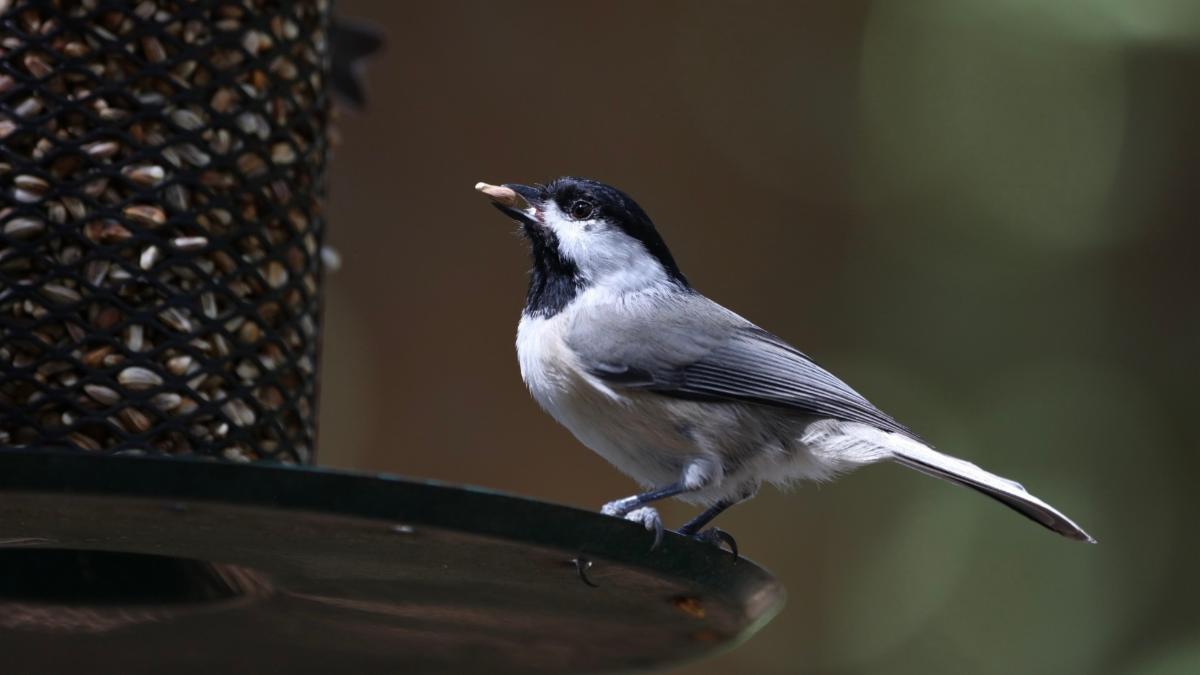 chickadee eating seed from bird feeder