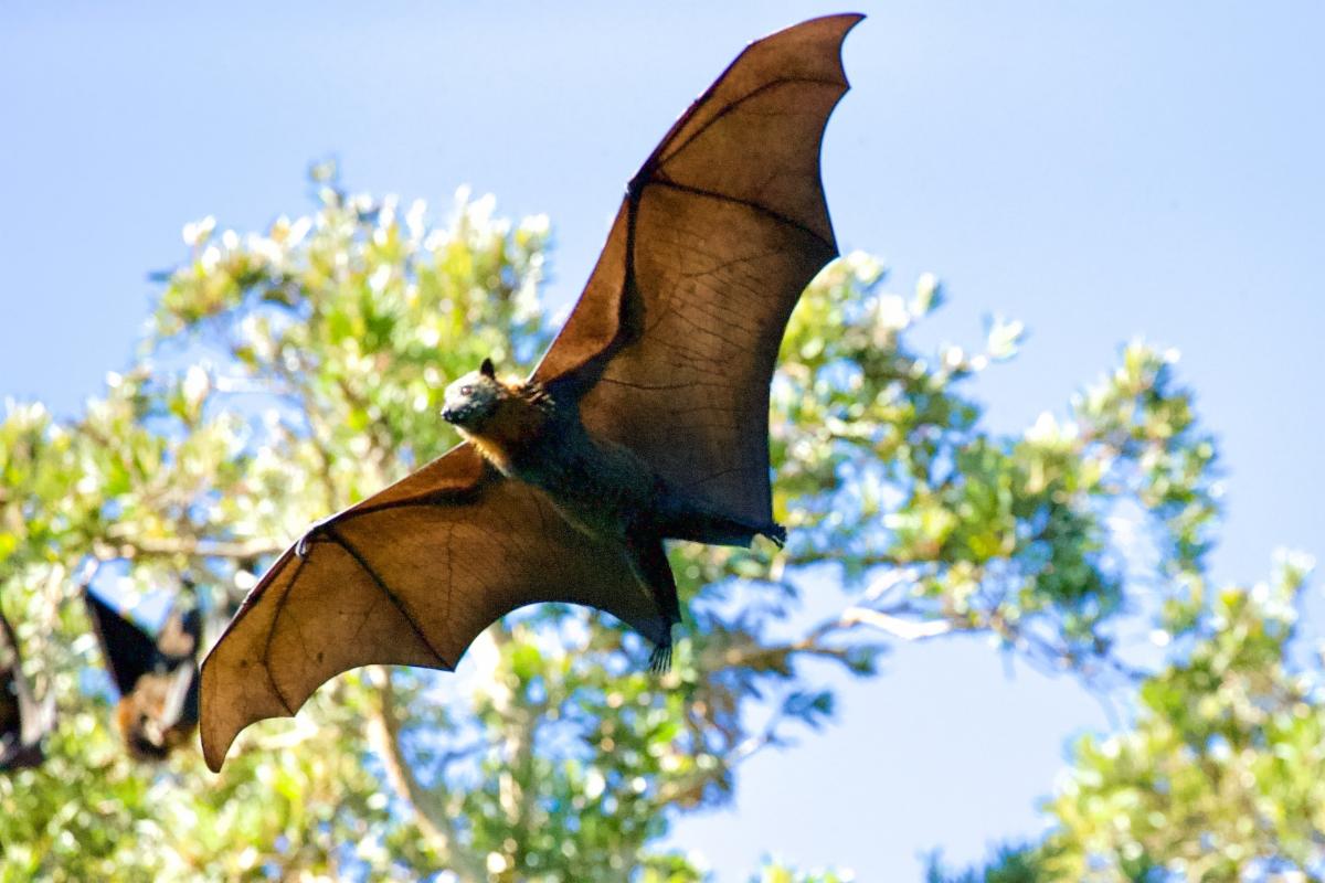 A bat flying below some trees