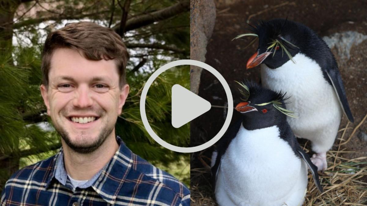 Dr. Jeff White and crested penguins