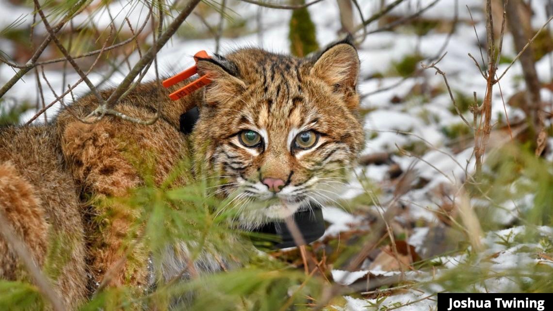 Wild bobcat looks furtively at the camera