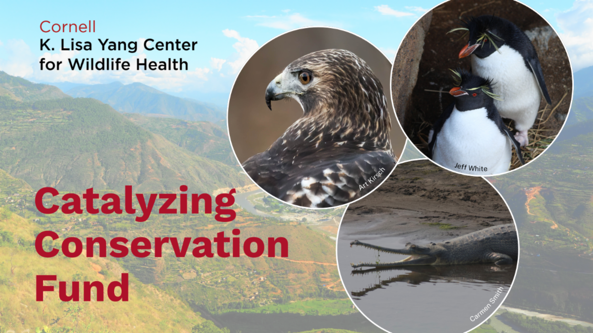 Catalyzing Conservation Fund