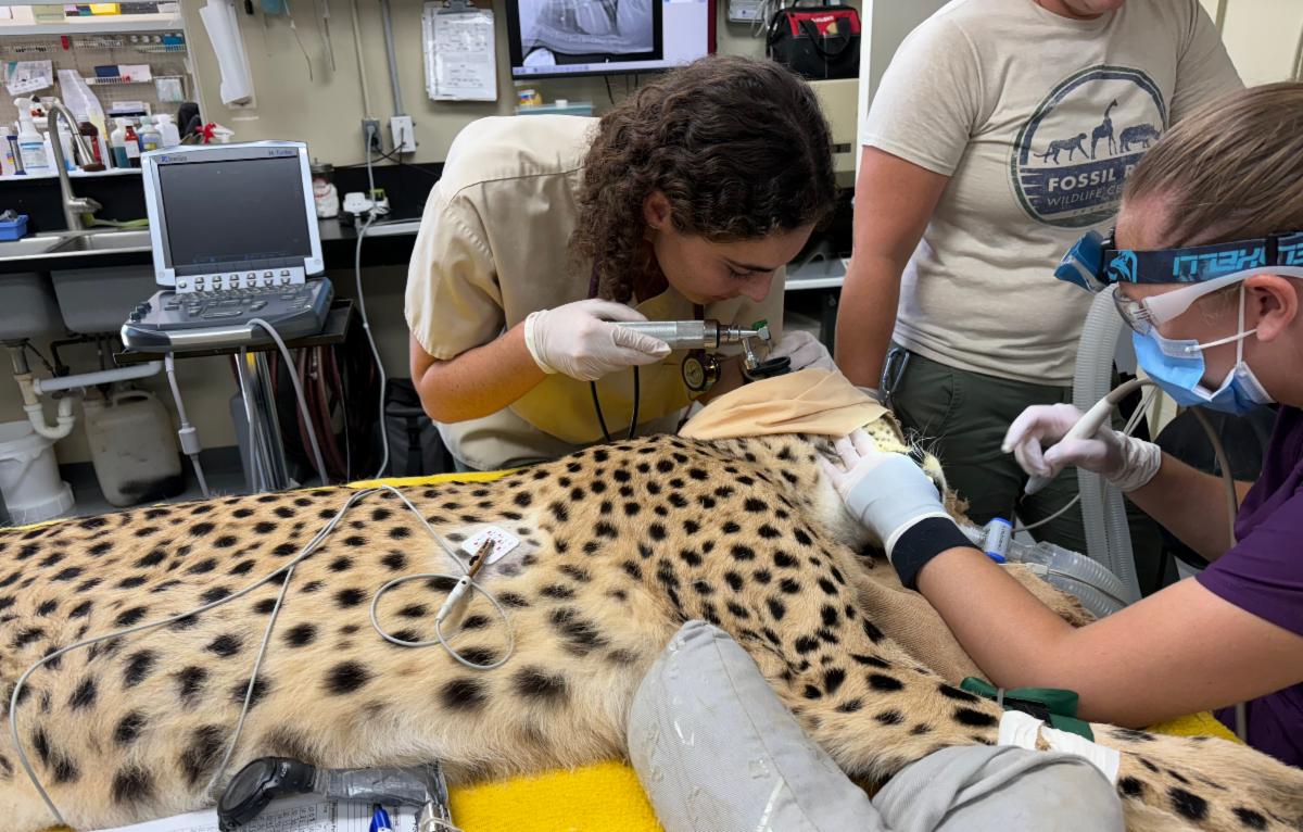Student examining cheetah