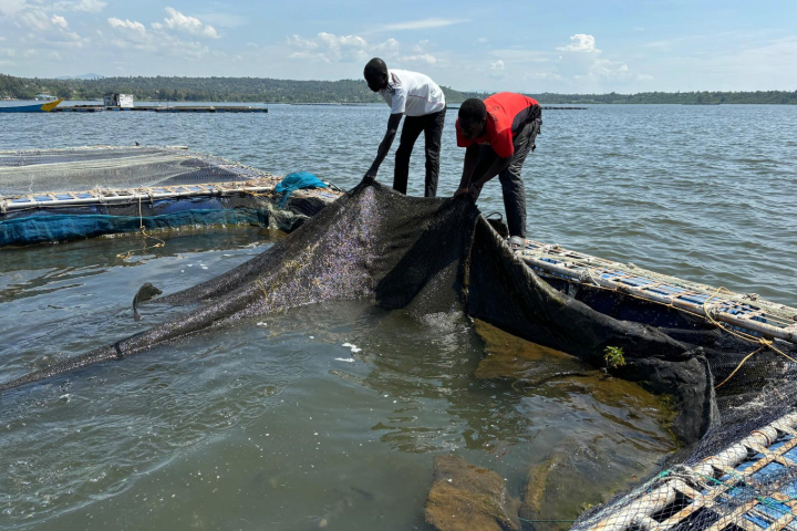 Two people working at a fish farm on Lake Victoria in Kenya