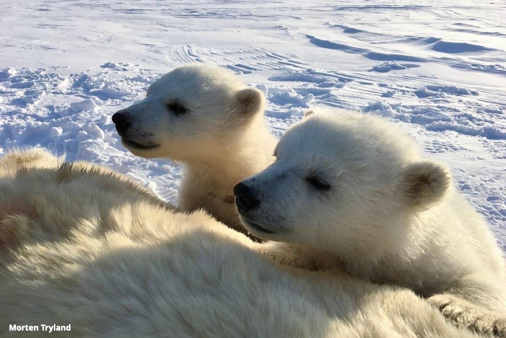 Two polar bear cubs