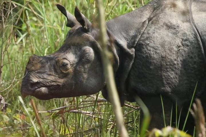 A rhino