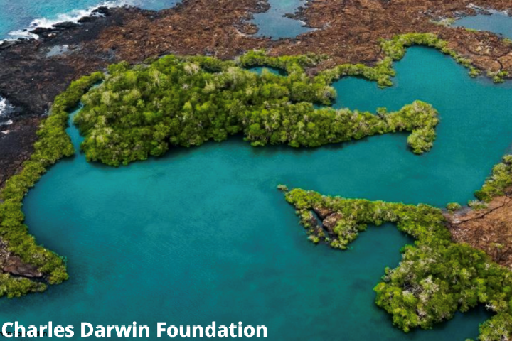 Bright green mangrove forests on the edge of bright blue waters