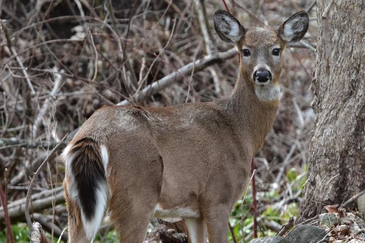 A white tailed deer