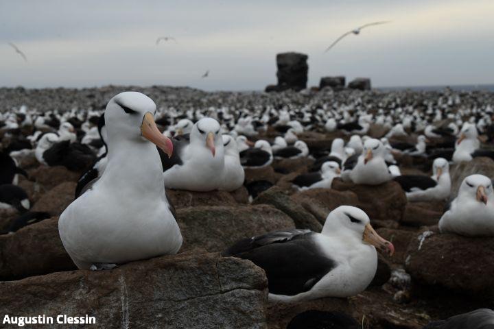 Albatross gathered on rocks