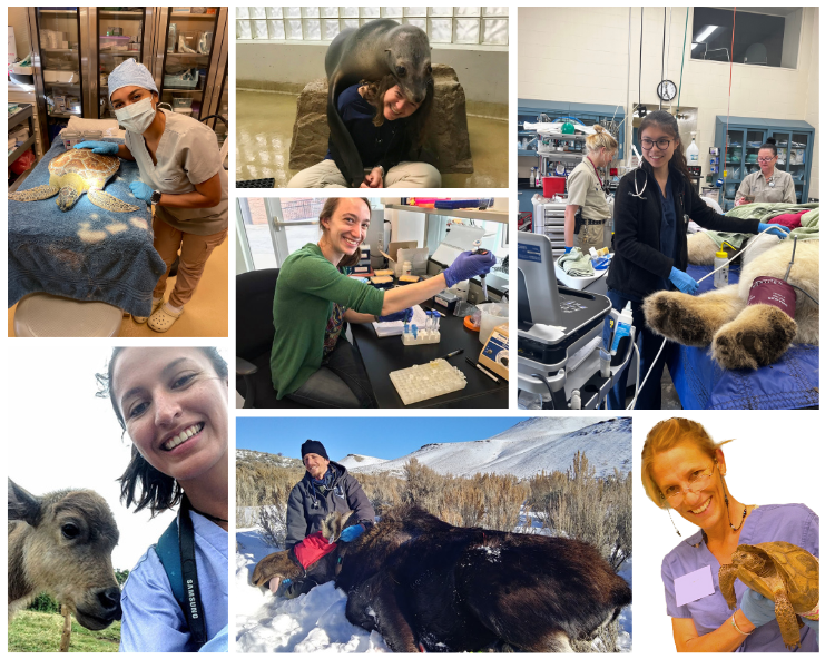 Photo collage of veterinary students and alumni working with wildlife