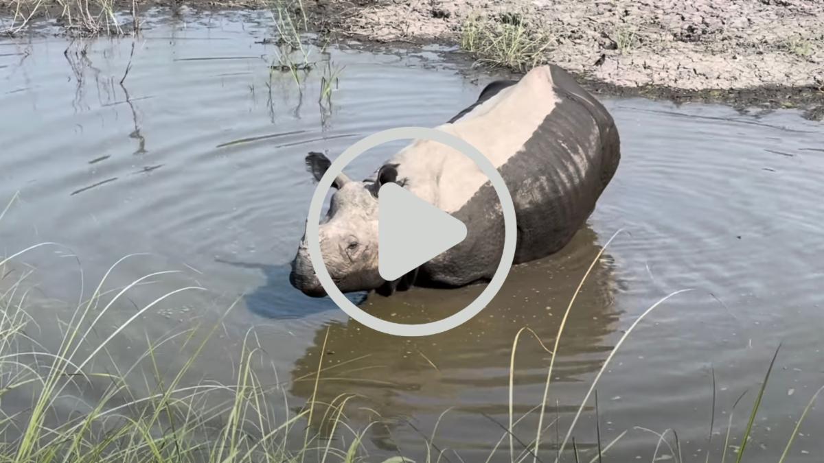 A wild rhino in water