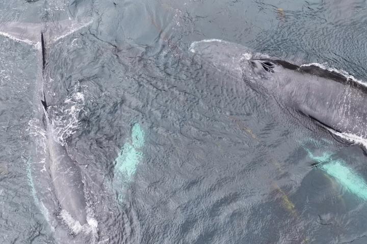 Two whales in the water from above