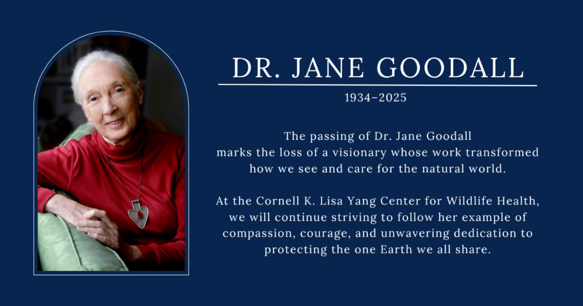 The passing of Dr. Jane Goodall marks the loss of a visionary whose work transformed how we see and care for the natural world.  At the Cornell K. Lisa Yang Center for Wildlife Health we will continue striving to follow her example of compassion courage and unwavering dedication to protecting the one Earth we all share.