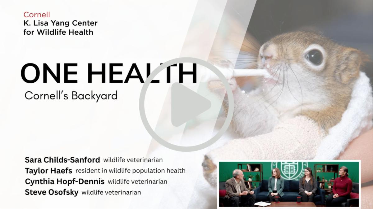 The Cornell K. Lisa Yang Center for Wildlife Health One Health Cornells Backyard Sara Childs-Sanford wildlife veterinarian Cynthia Hopf-Dennis wildlife veterinarian Taylor Haefs resident in wildlife population health Steve Osofsky wildlife veterinarian   