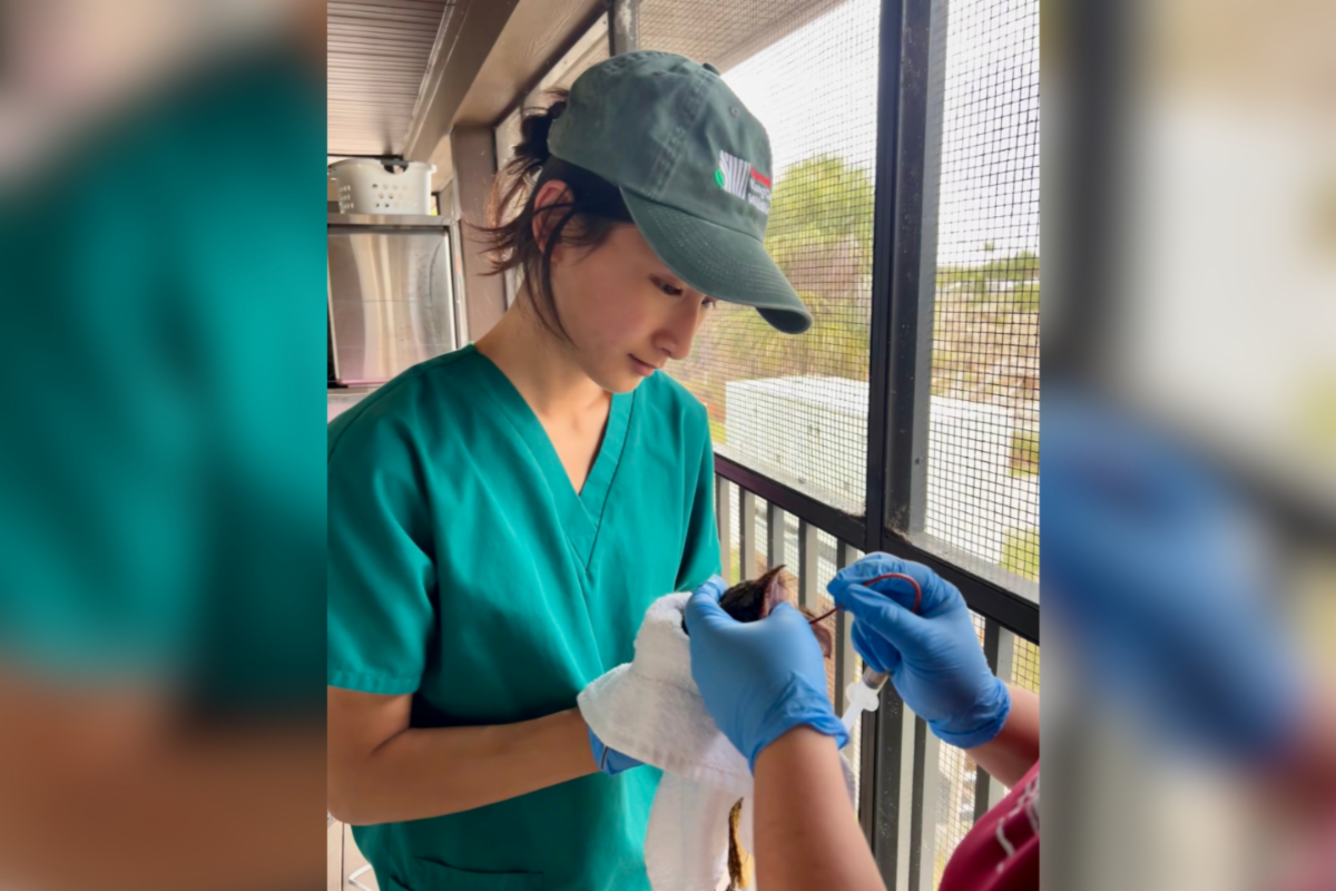 Student working on an animal