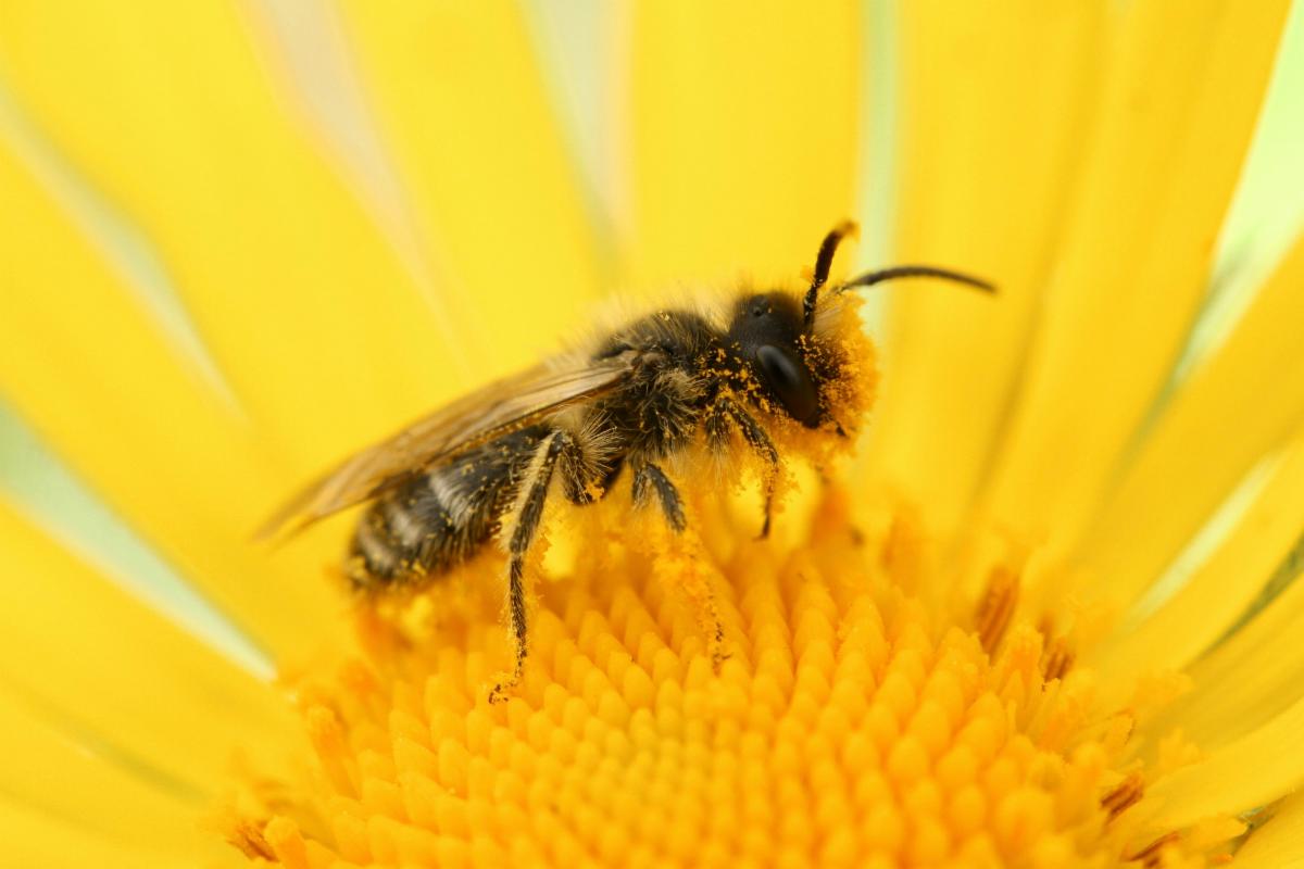 Wild bee on a flower