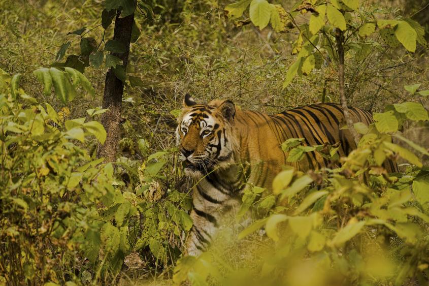 Tiger walking through trees