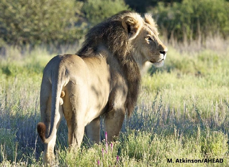 Male lion looking into the sunlight