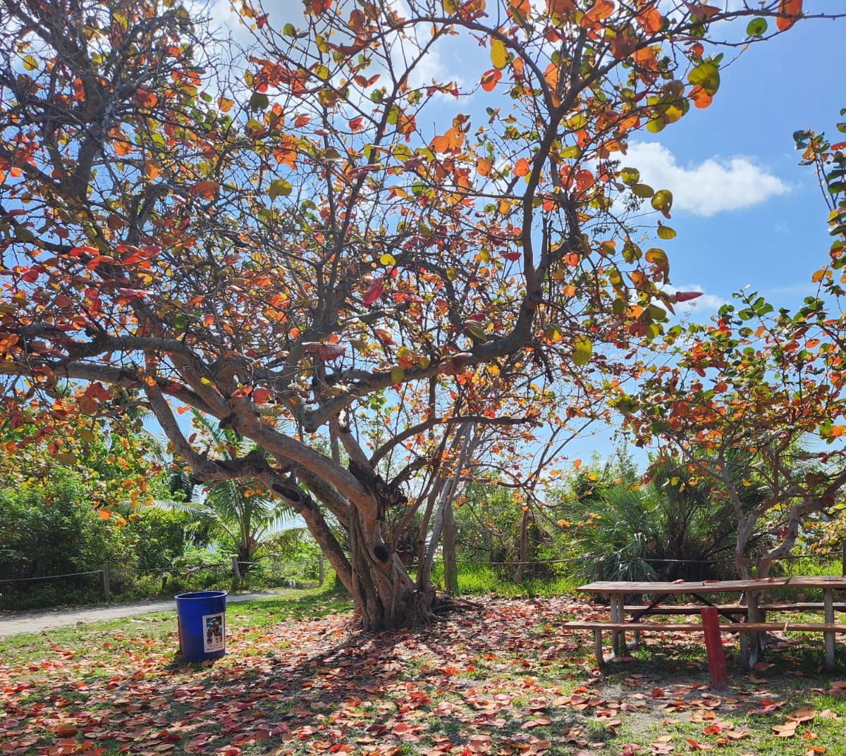 Fall Leaves HVKBP