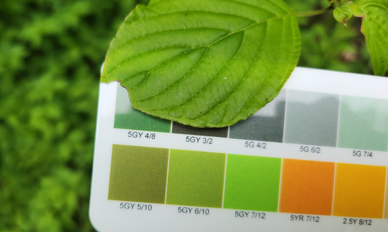 Comprobación del color verde de una hoja comparándolo con una tabla de colores de hojas