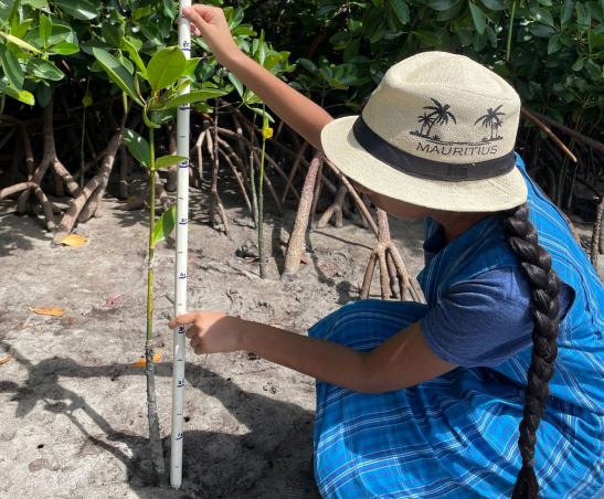 Mujer midiendo la altura de un árbol.