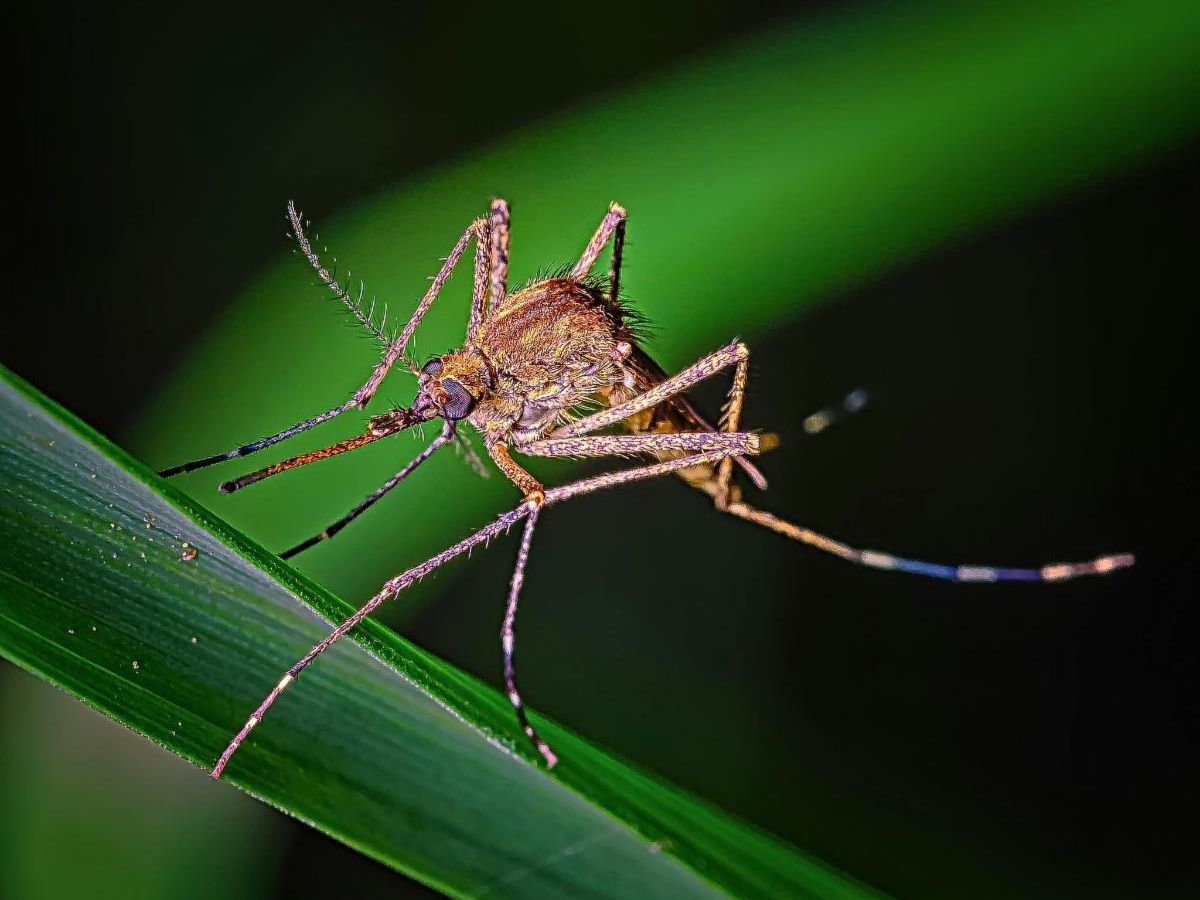 Primer plano de un mosquito posado en una hoja