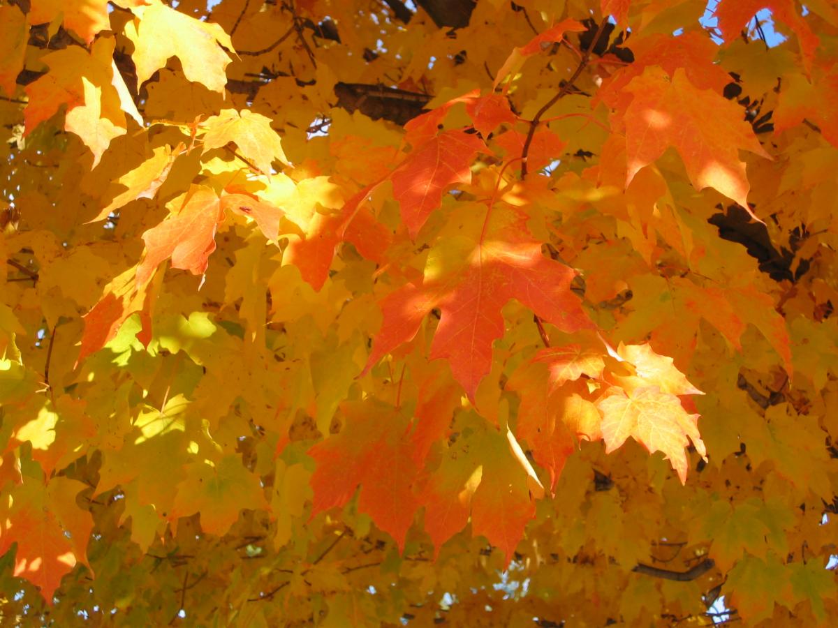 Fall Leaves