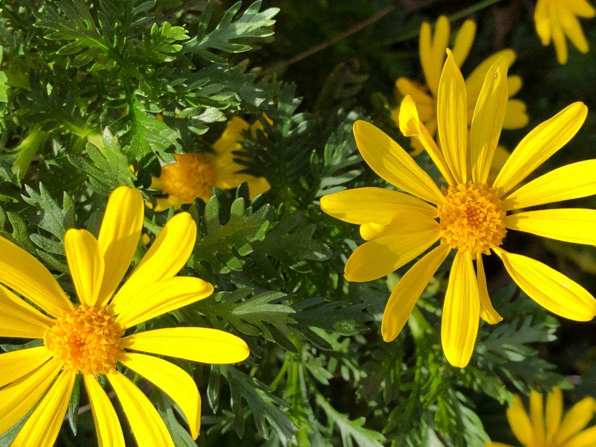 flower