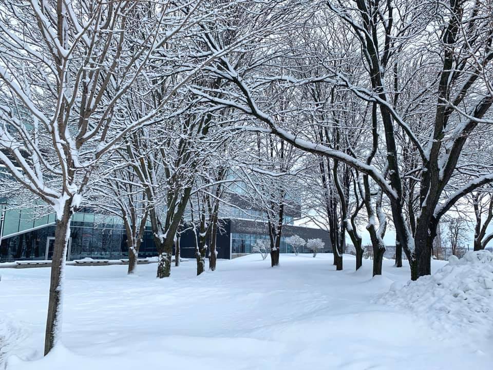 snow-covered trees on a snowy landscape
