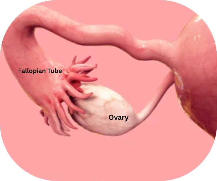Ovary.png_p1.png