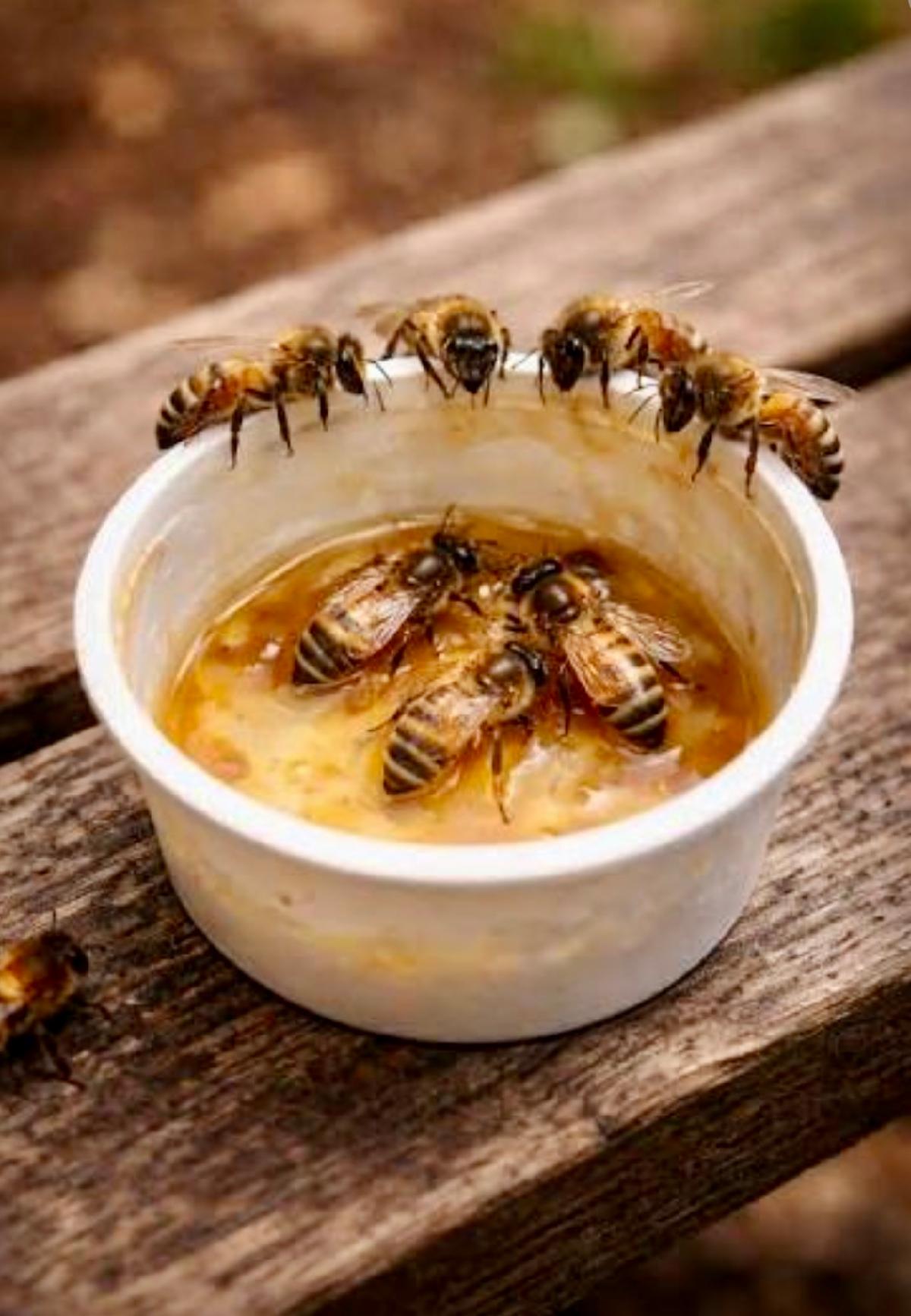 Sister Bees helping each other