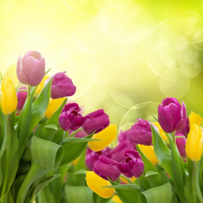 tulips_bokeh_background.jpg