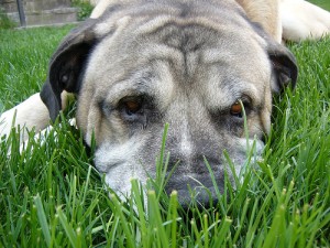 dog on lawn