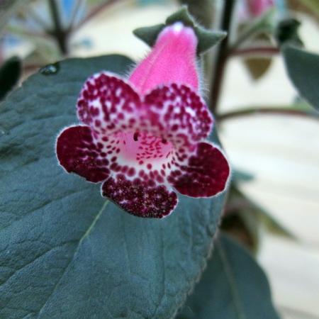 Sinningia Pink Tiger x bullata Gesneriads