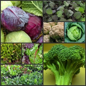 Fall Veg