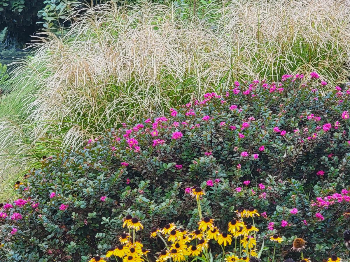 Fall garden in Sept 
