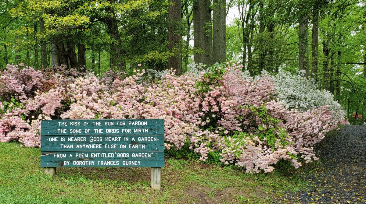 Brighton Dam Azalea Garden 