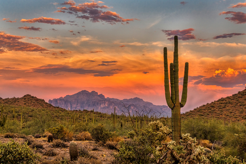 Sunset in the Sonoran Desert near Phoenix_ Arizona