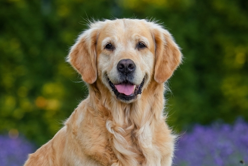dog golden retriever labrador in a field of lavender flowers in the summer evening at sunset