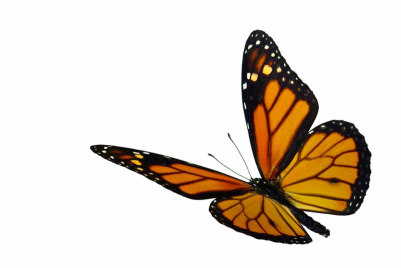 monarch_in_flight.jpg