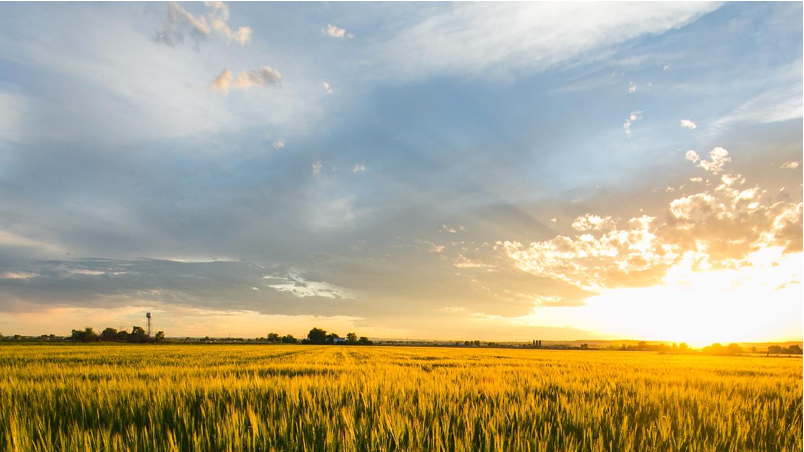rural landscape of grassy field and sun on horizon